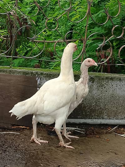 heera aseel