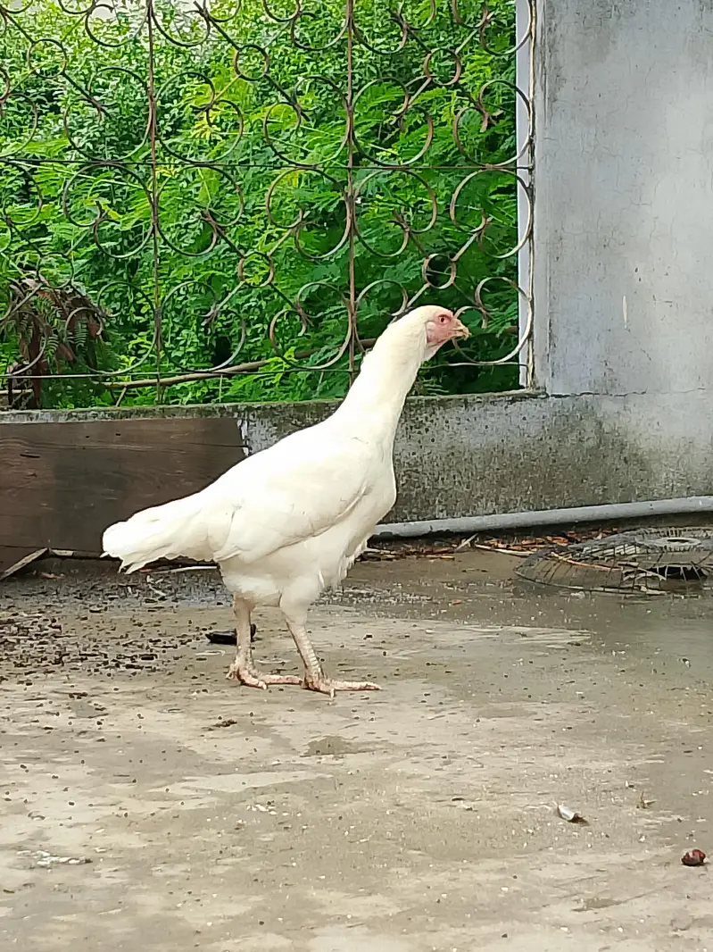 heera aseel — photo 5