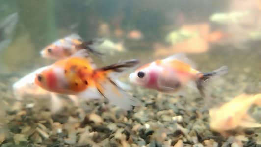 koi and riking imported babies