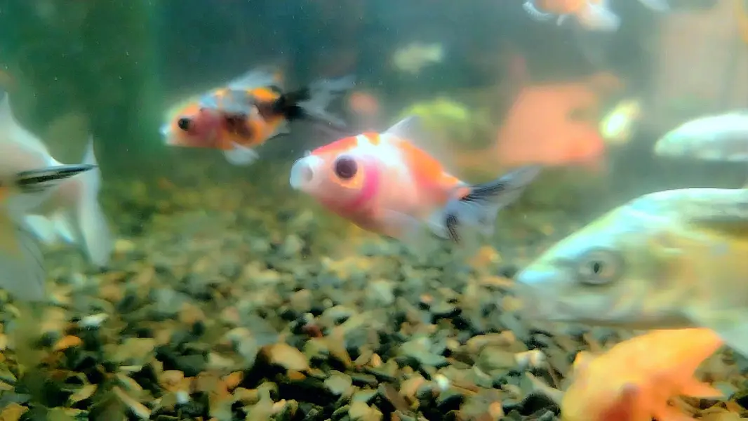 koi and riking imported babies — photo 2