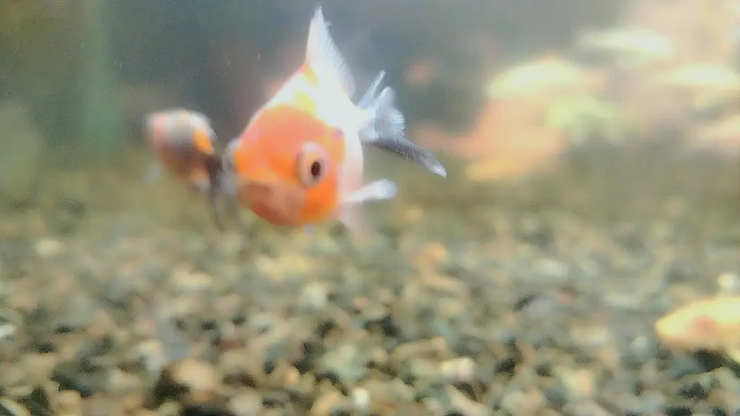 koi and riking imported babies — photo 3
