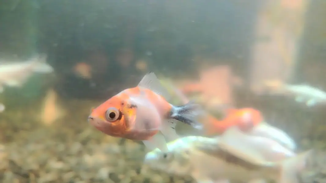 koi and riking imported babies — photo 4