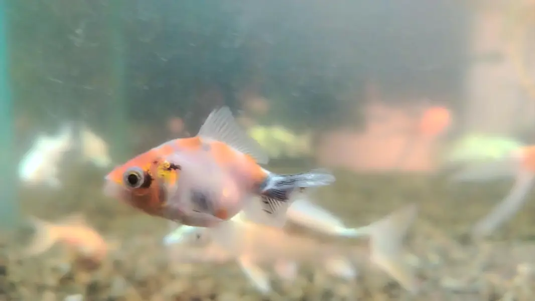 koi and riking imported babies — photo 5