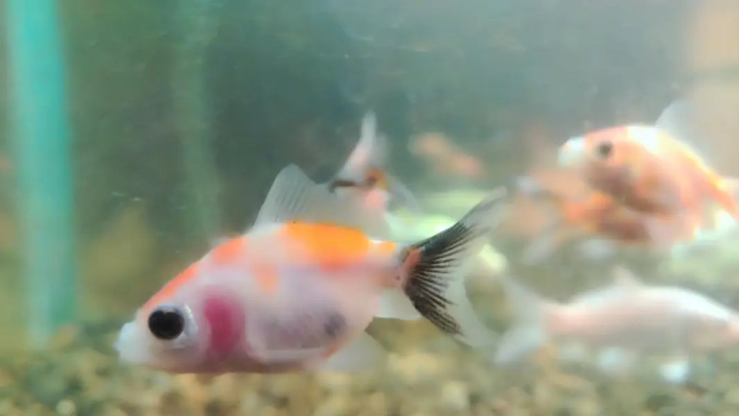koi and riking imported babies — photo 6