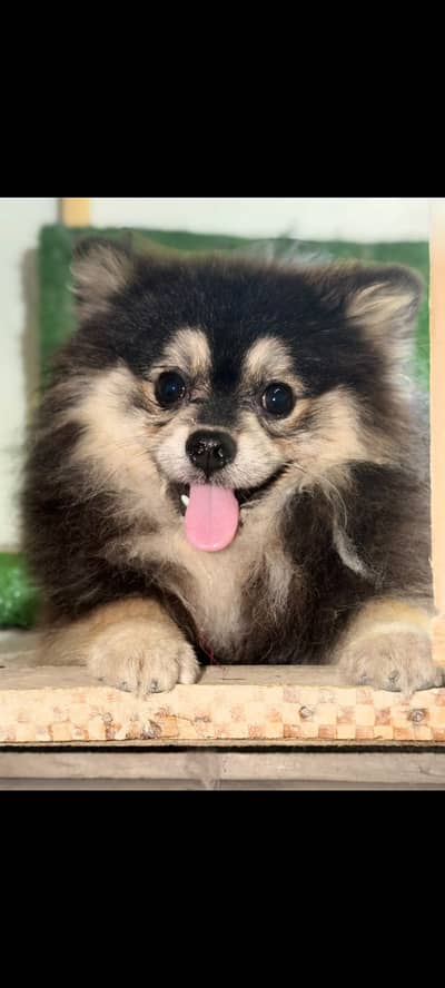 Pedigree Pomeranian