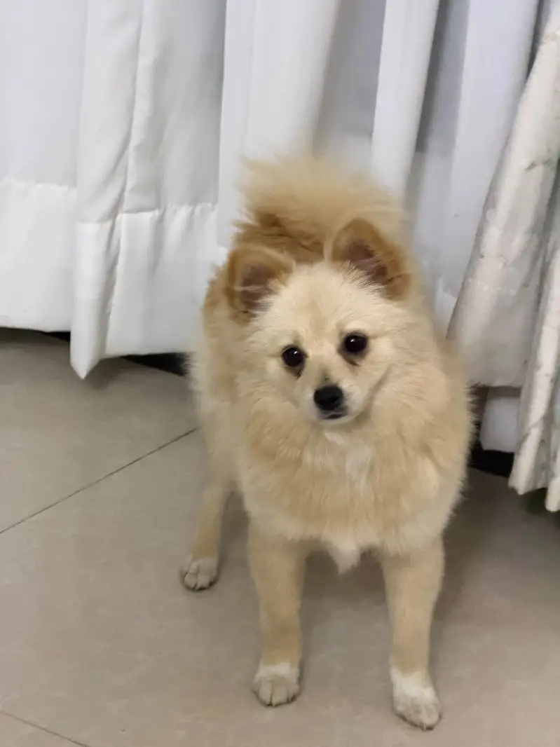 Pedigree Pomeranian — photo 2