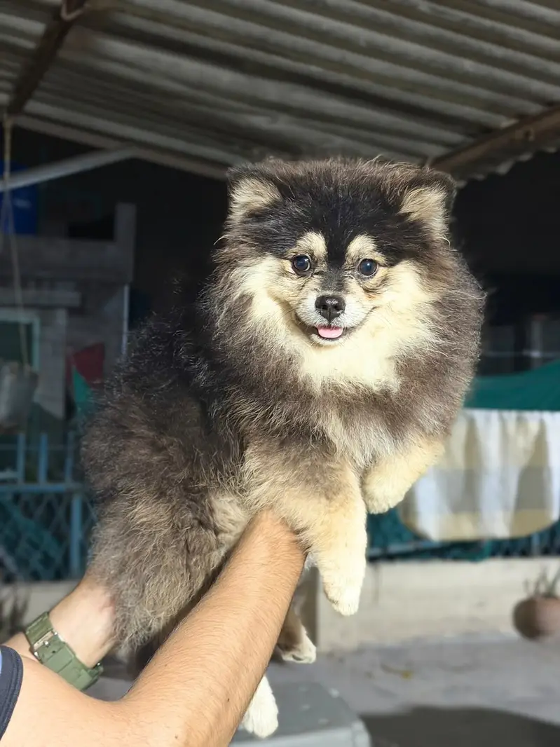 Pedigree Pomeranian — photo 3