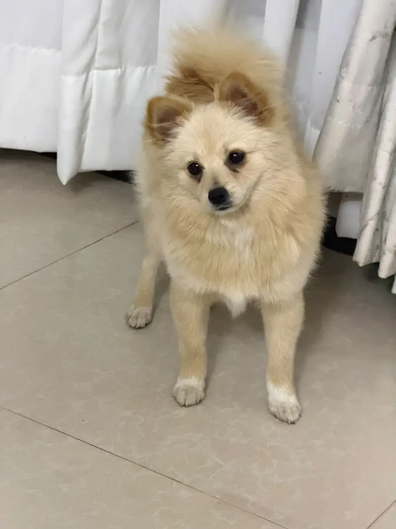 Pedigree Pomeranian — photo 4