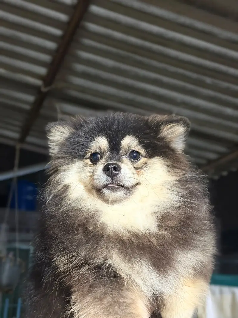 Pedigree Pomeranian — photo 5