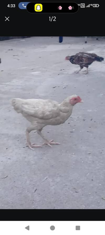 heera white aseel