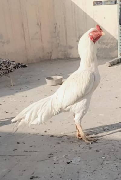 Heera Aseel murga paper white with white nok nali old blood line