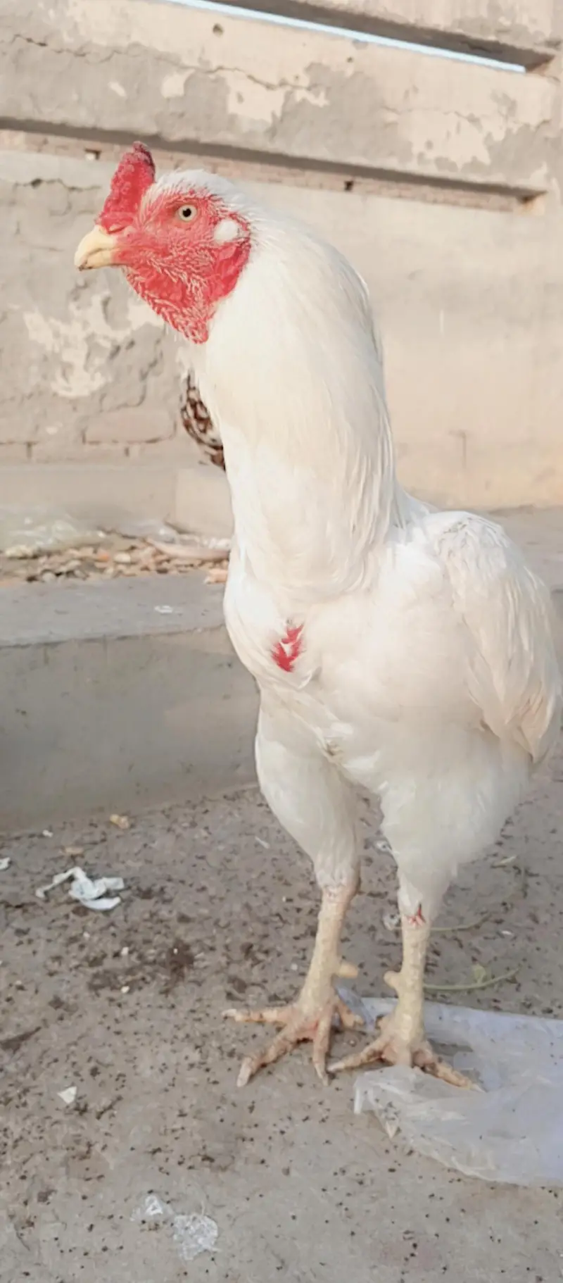 Heera Aseel murga paper white with white nok nali old blood line — photo 2
