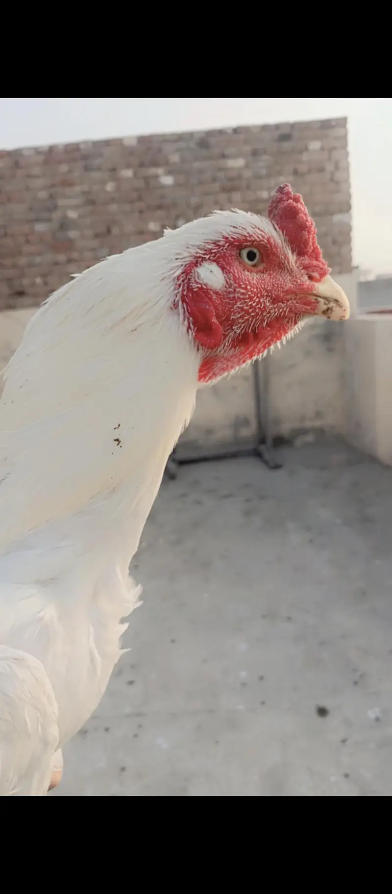 Heera Aseel murga paper white with white nok nali old blood line — photo 3