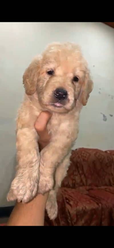Golden retriever females  age 45days