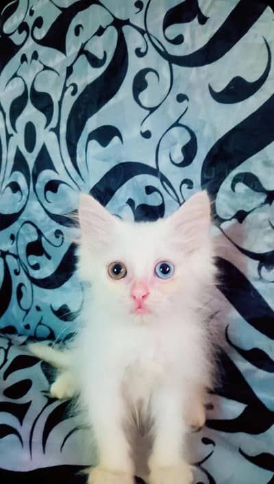 Persian kitten for sale