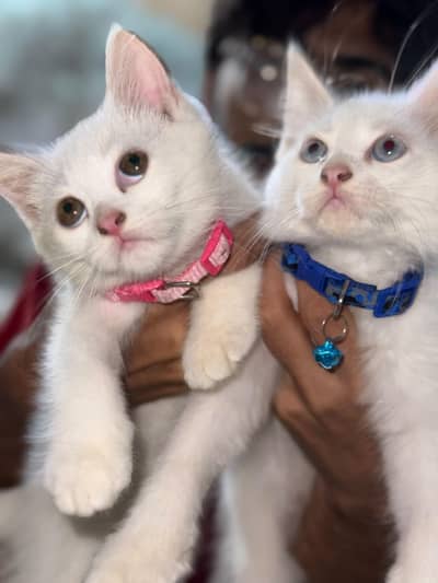 Persian Cats