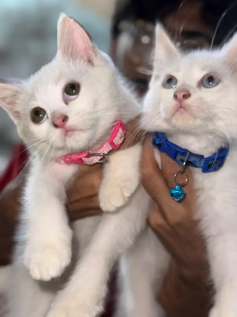 Persian Cats
