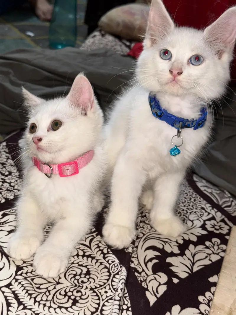 Persian Cats — photo 2