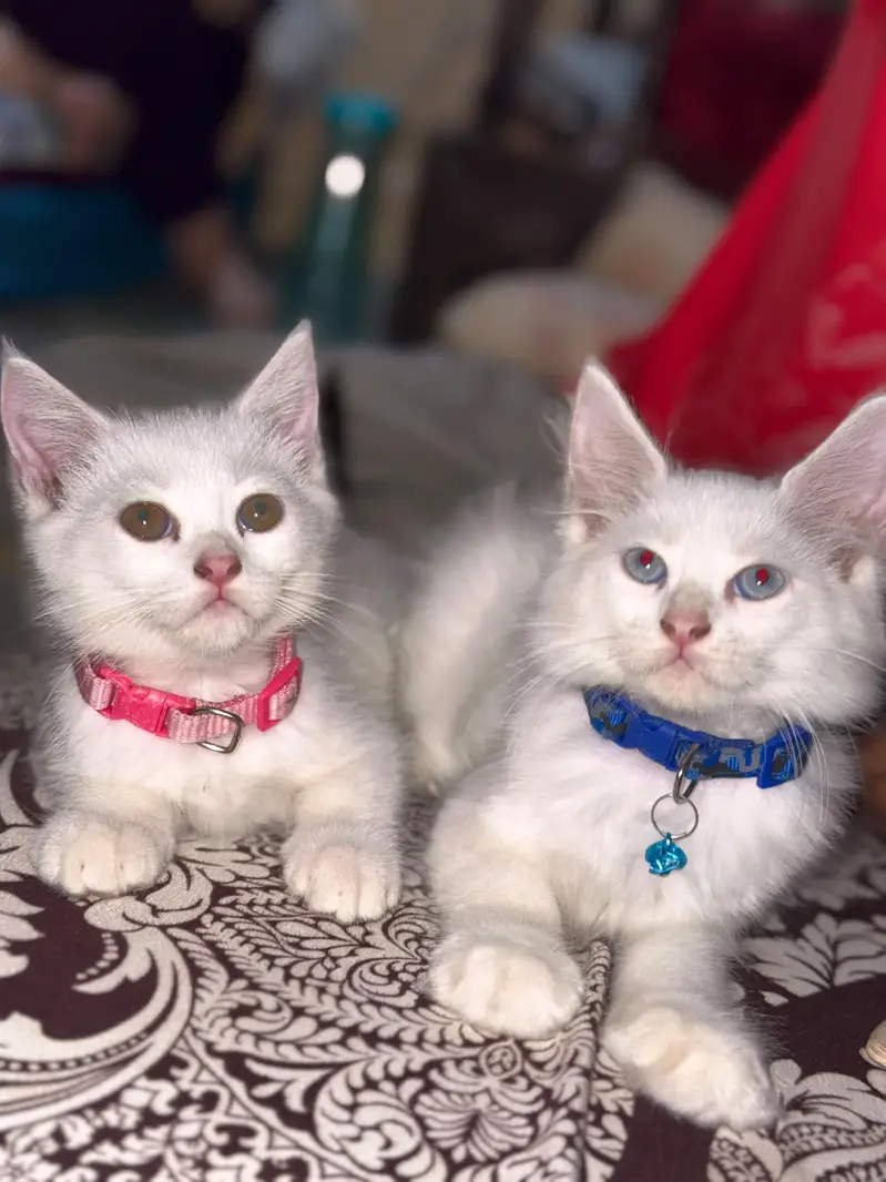 Persian Cats — photo 3