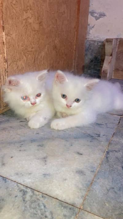 Healthy and Fluffy