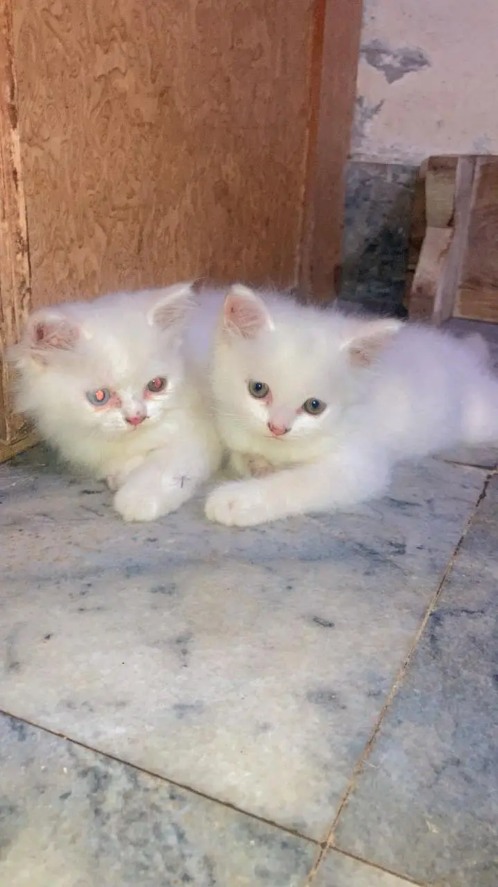 Healthy and Fluffy