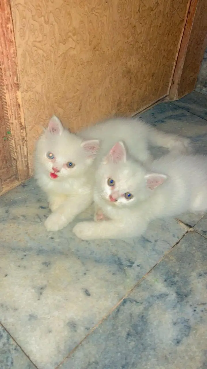 Healthy and Fluffy — photo 2