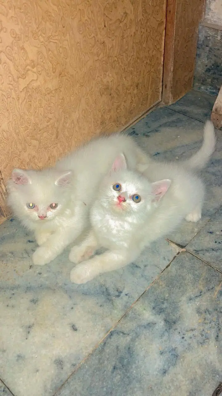 Healthy and Fluffy — photo 3