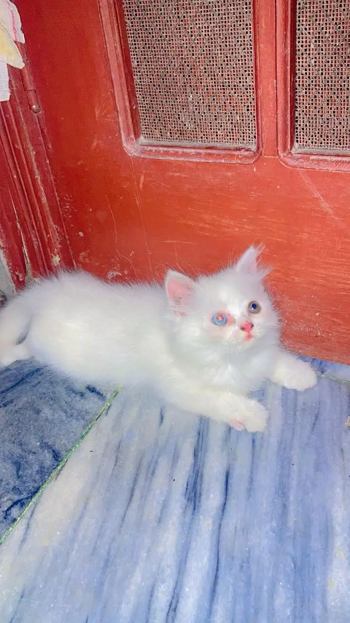 Healthy and Fluffy — photo 4