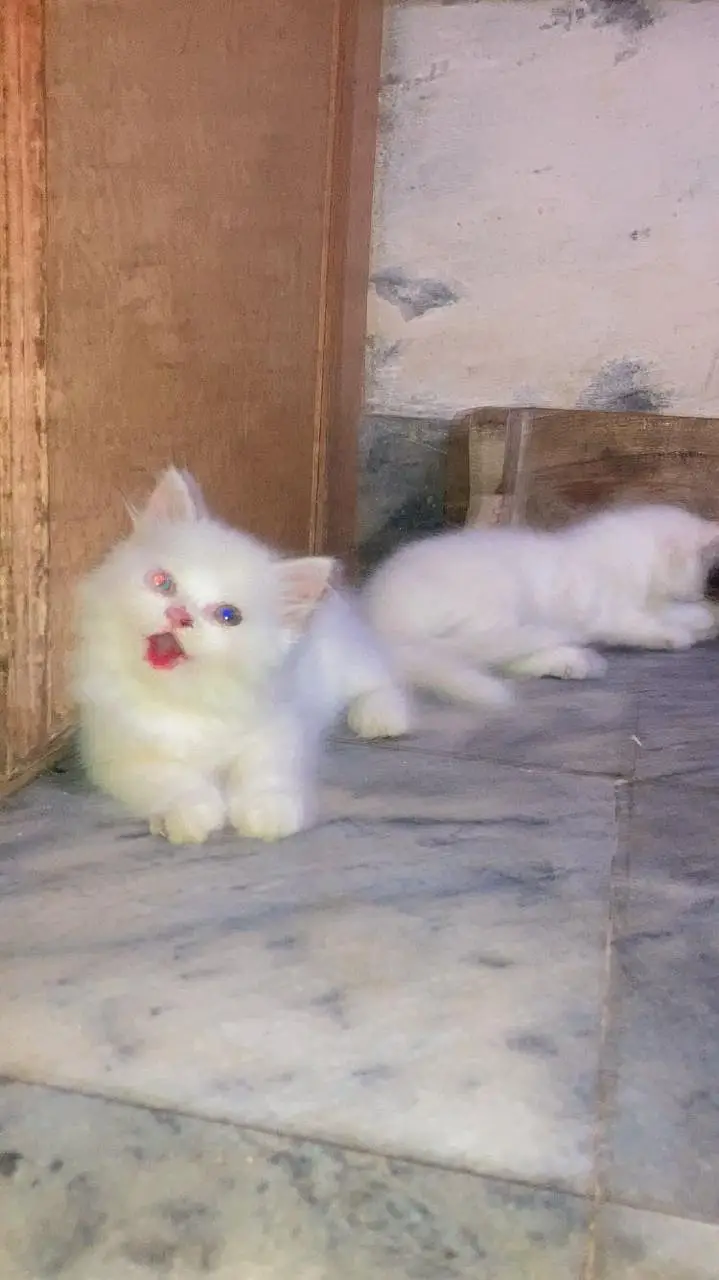 Healthy and Fluffy — photo 6
