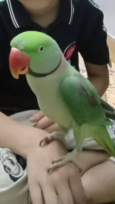Raw parrot face to face talking