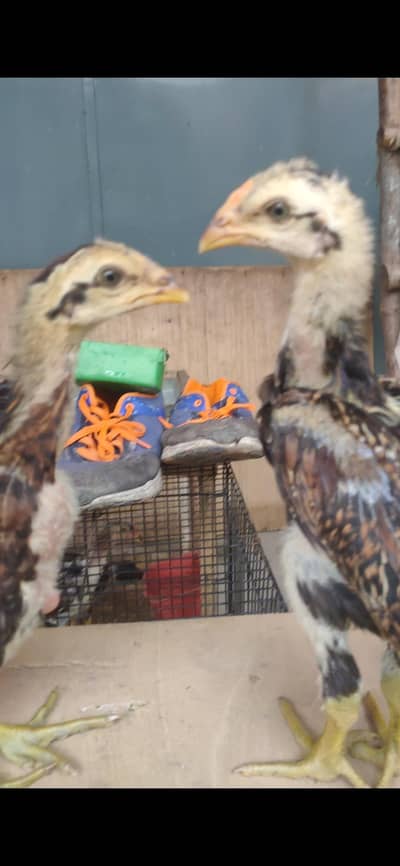 Bangkok x BURMI chicks
