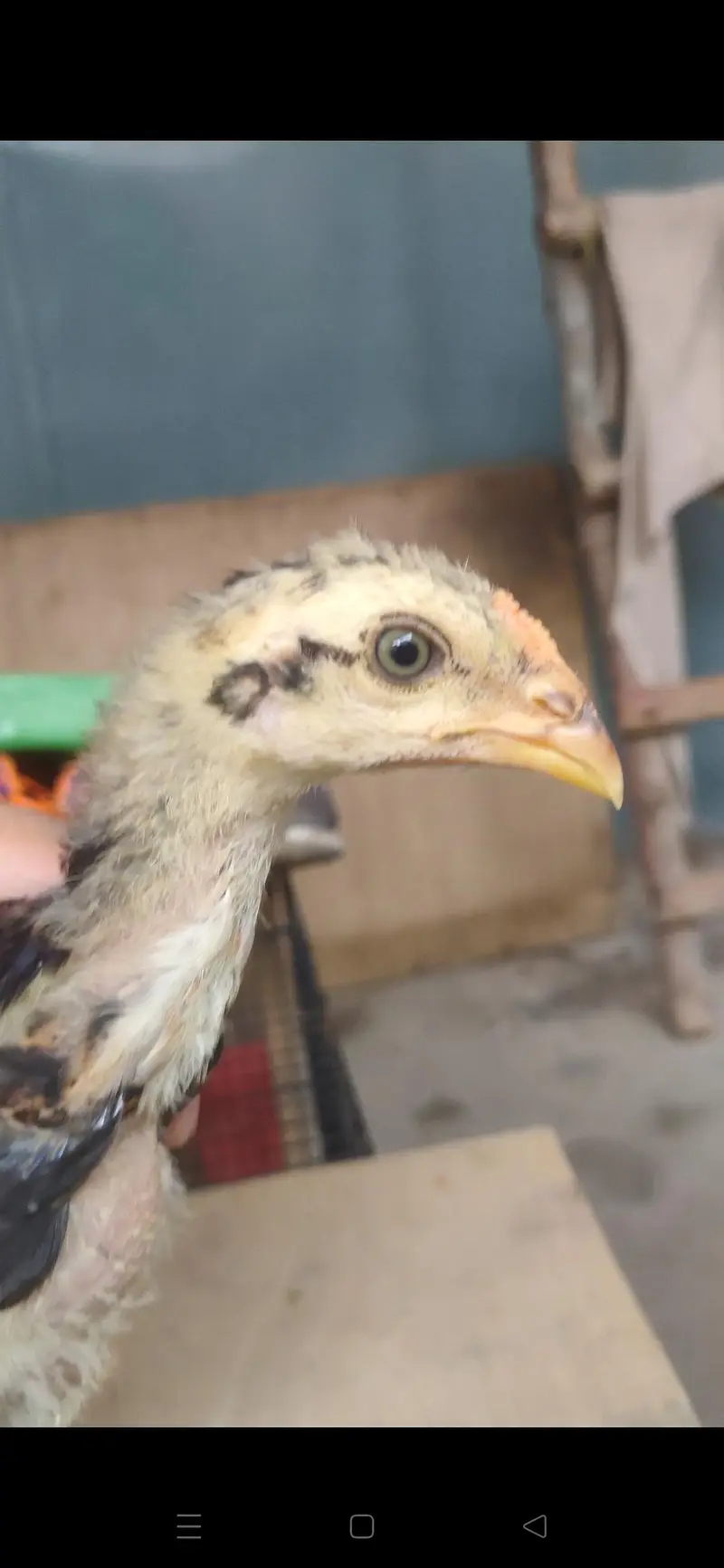 Bangkok x BURMI chicks — photo 2