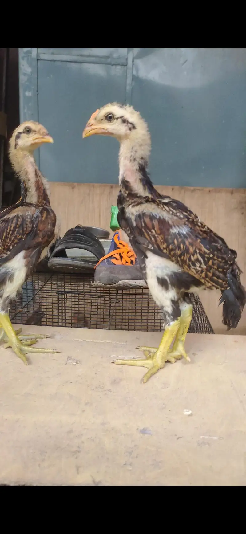 Bangkok x BURMI chicks — photo 4