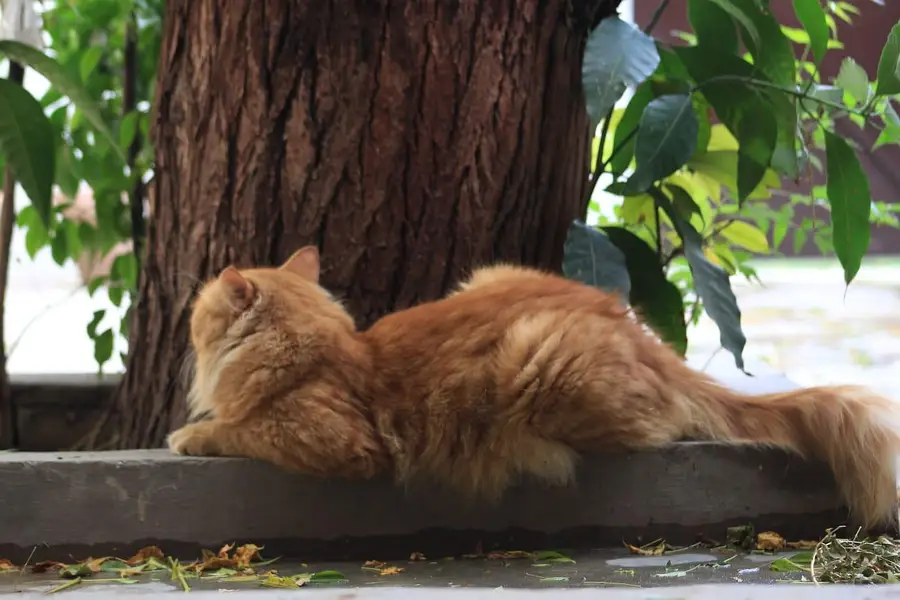 Beautiful Golden Male Cat — photo 2