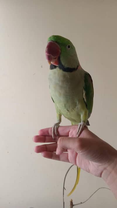 RAW pahari parrot