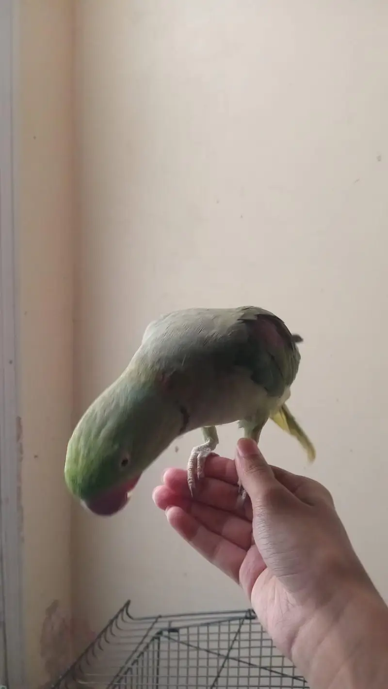 RAW pahari parrot — photo 2
