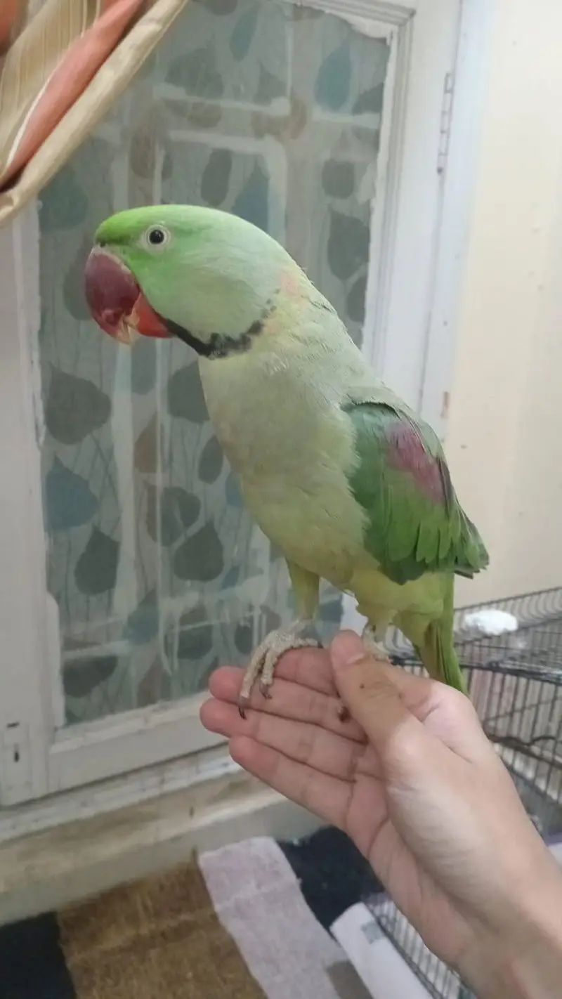 RAW pahari parrot — photo 3