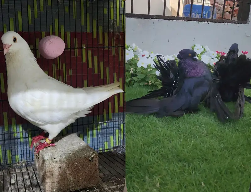 breeder pair