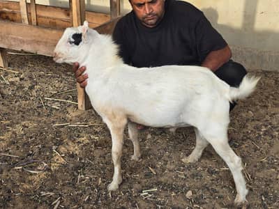 Bakra or bakri available