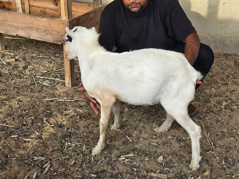 Bakra or bakri available — photo 2