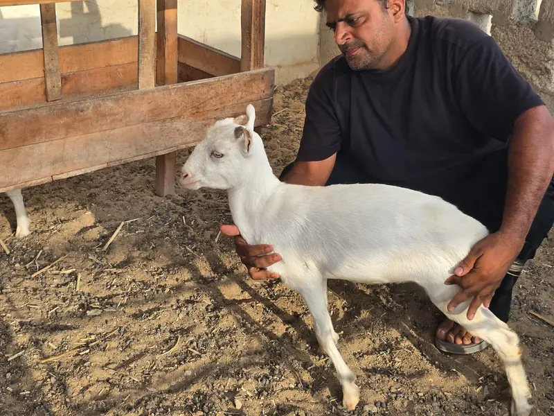 Bakra or bakri available — photo 3