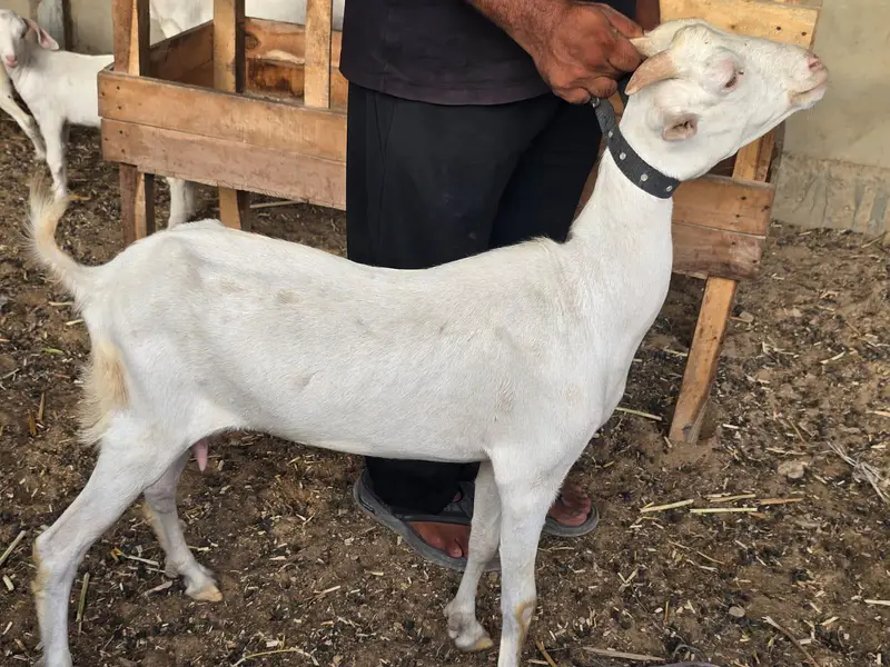 Bakra or bakri available — photo 4