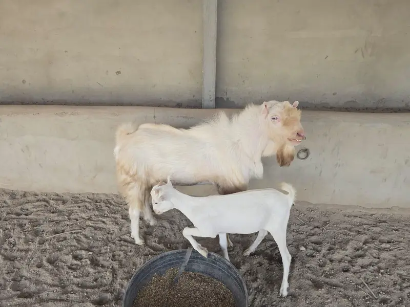 Bakra or bakri available — photo 5