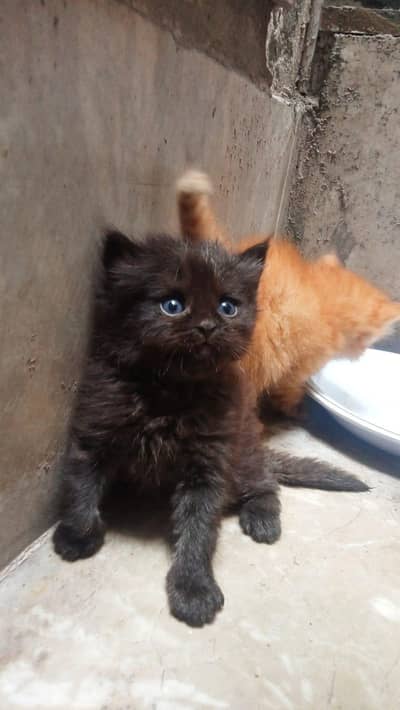 Persian cat
