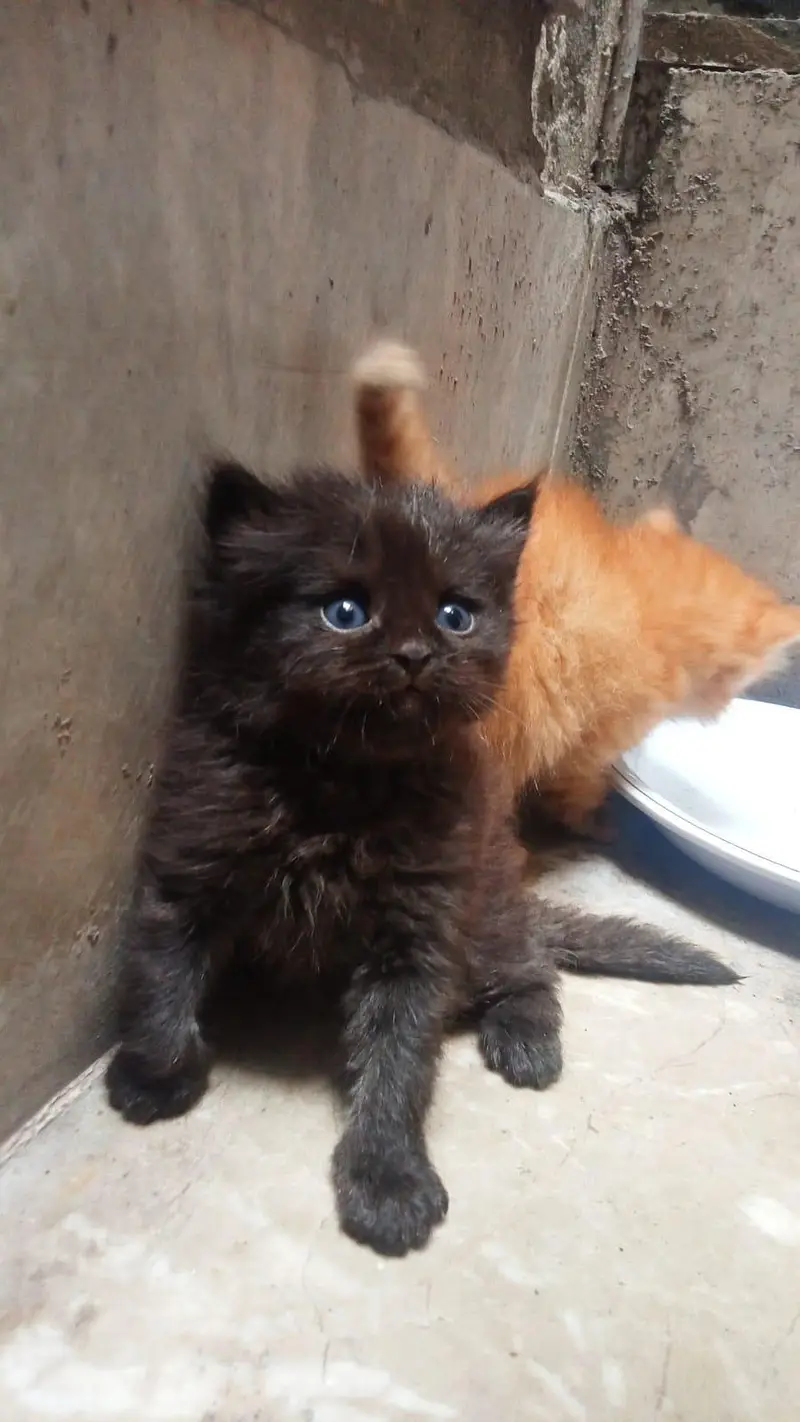 Persian cat