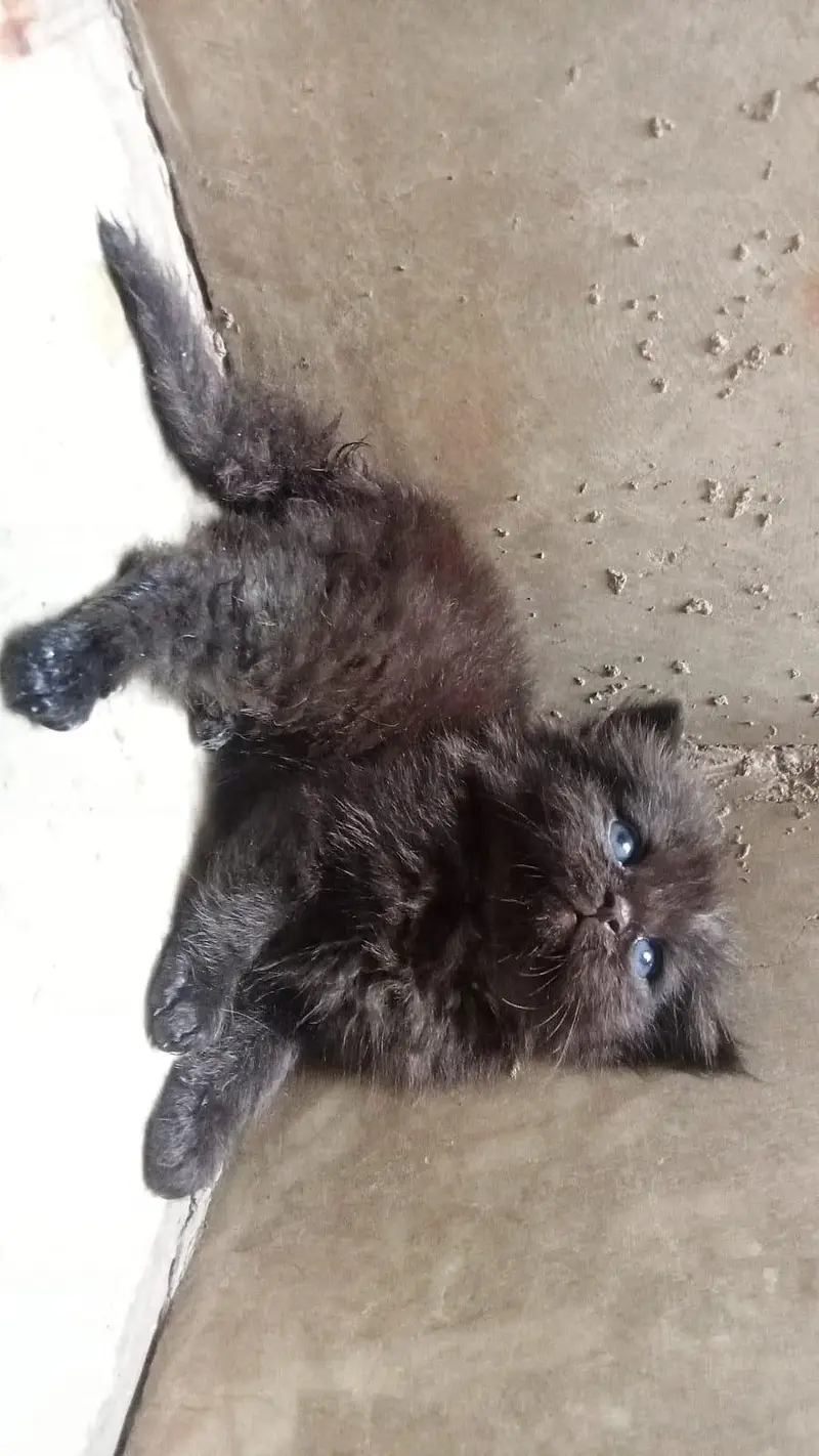 Persian cat — photo 2