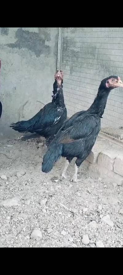 pure king lasani pair