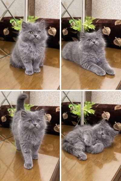 Persian Kittens | Triple Coated | Fluffy Kittens | For Sale | COD Ava