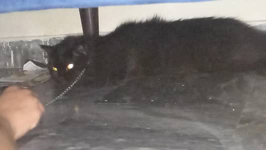 cat sale