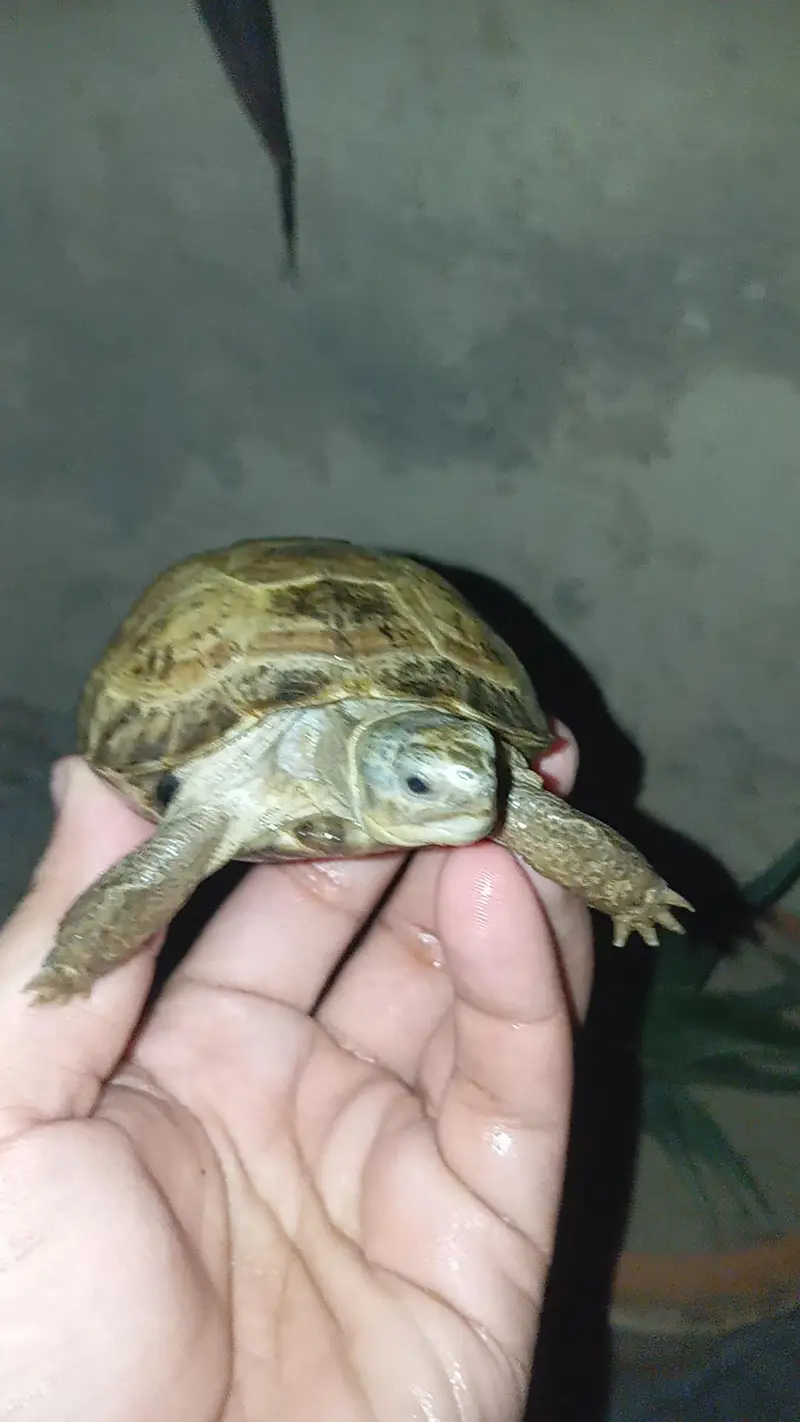 tortoise — photo 2